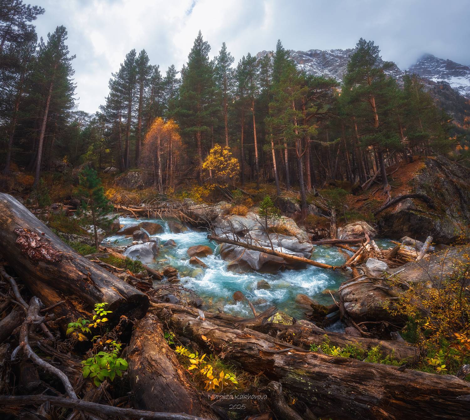 сосны, кчр, золотая осень, Nargiza Kakharova