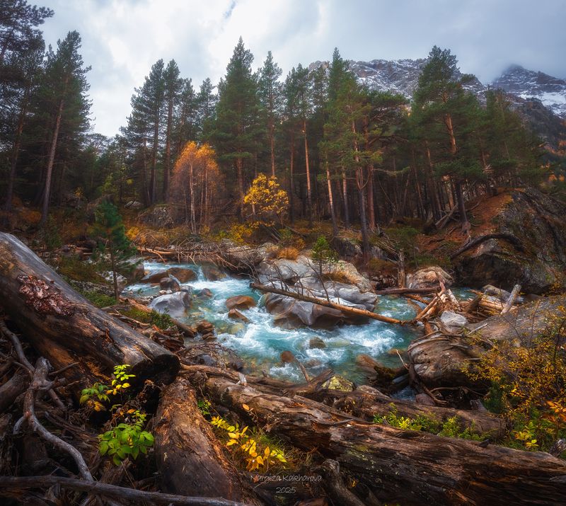 сосны, кчр, золотая осень  фото превью
