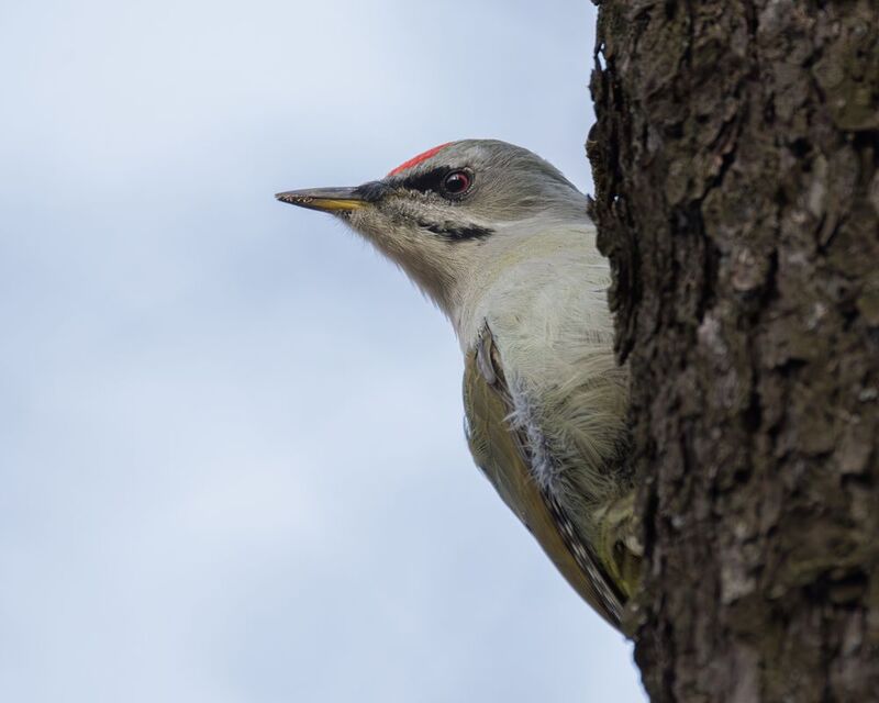 Седой дятел фото превью