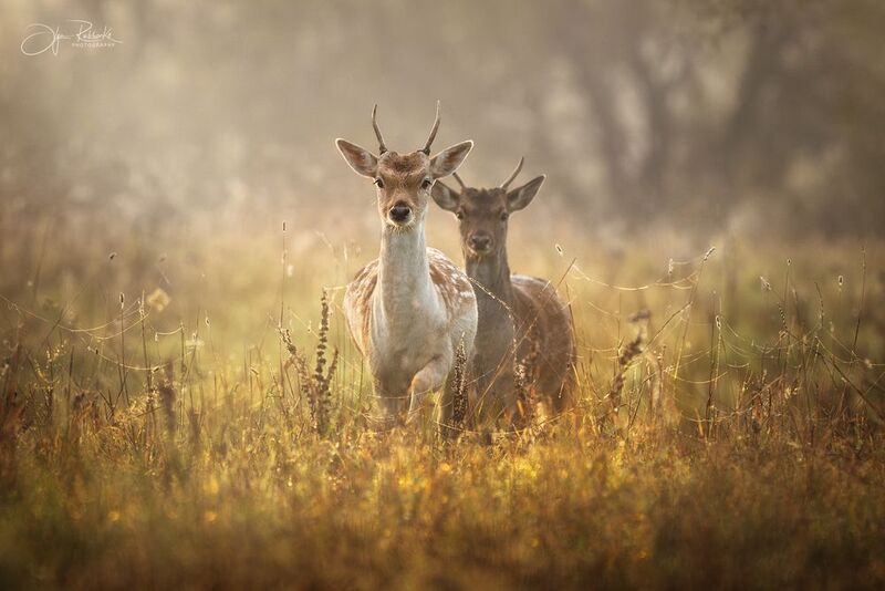 лань, беларусь, красный бор, олень, осень, doe, олень, туман, deer Навстречу новому дню фото превью