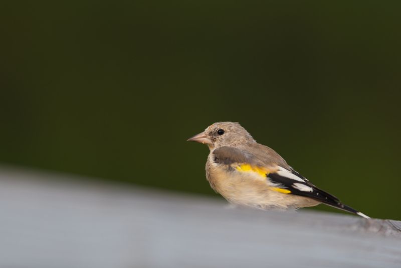 щегол, седоголовый щегол, птица, птицы, лес, лето, алтай, горный алтай, акташ, природа, фотоохота Щеглята фото превью