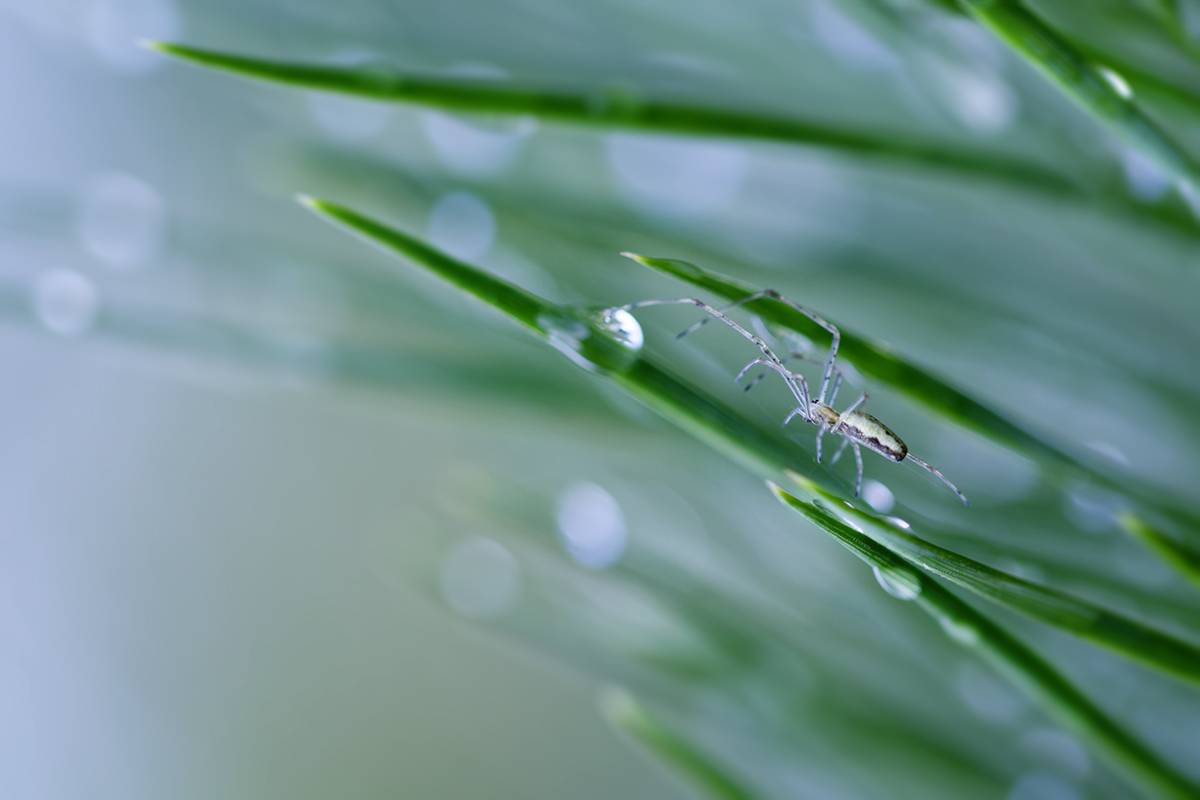 макро, паук, spider, macro, Хилько Марина