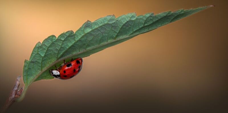 ladybug, beetle, insect, flower, macro, bugs, ladybird, Beneath the veil фото превью
