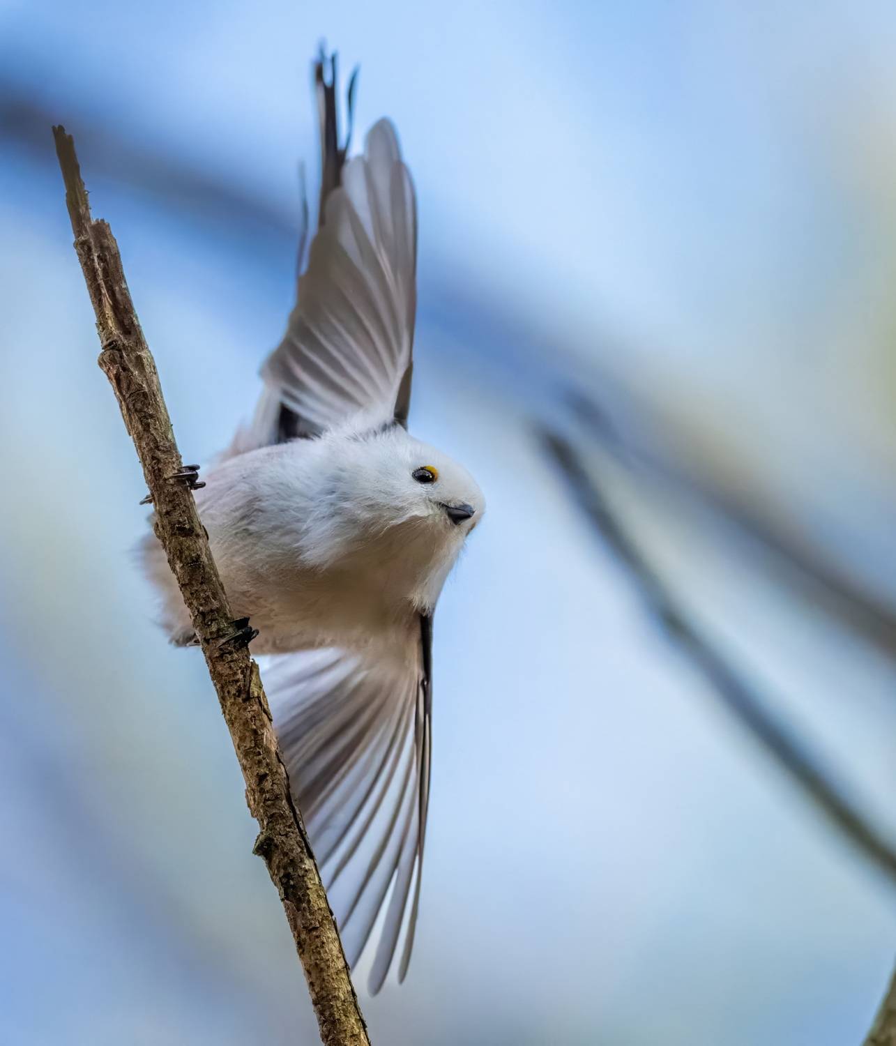 , Дэм Константин