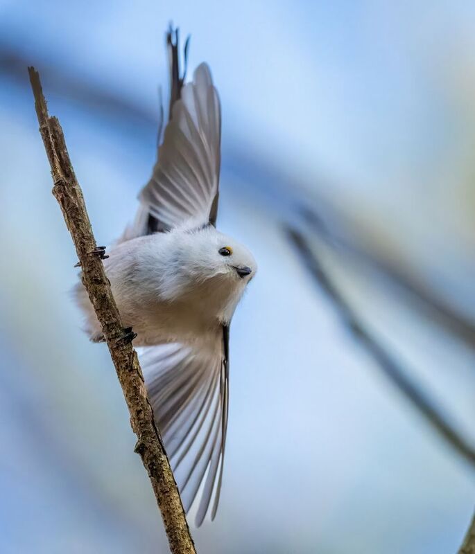 *** фото превью