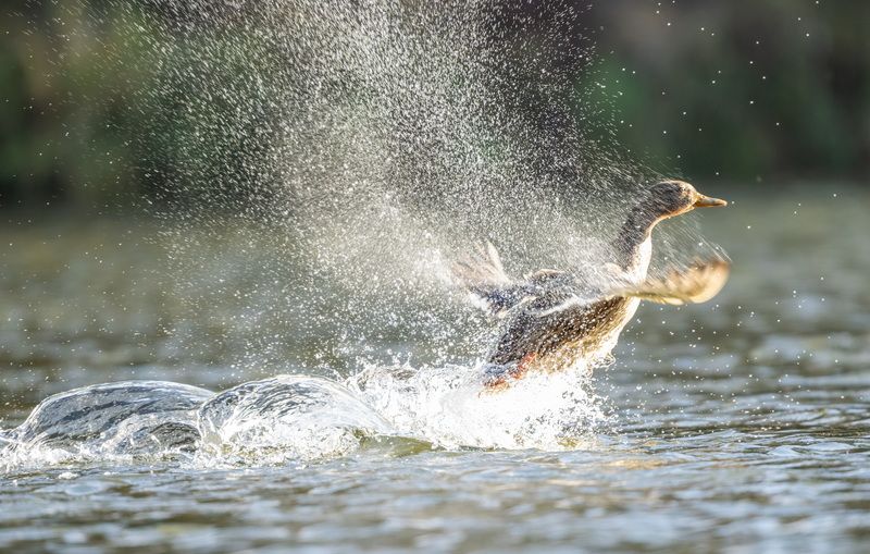 Осенние солнечные ванны фото превью