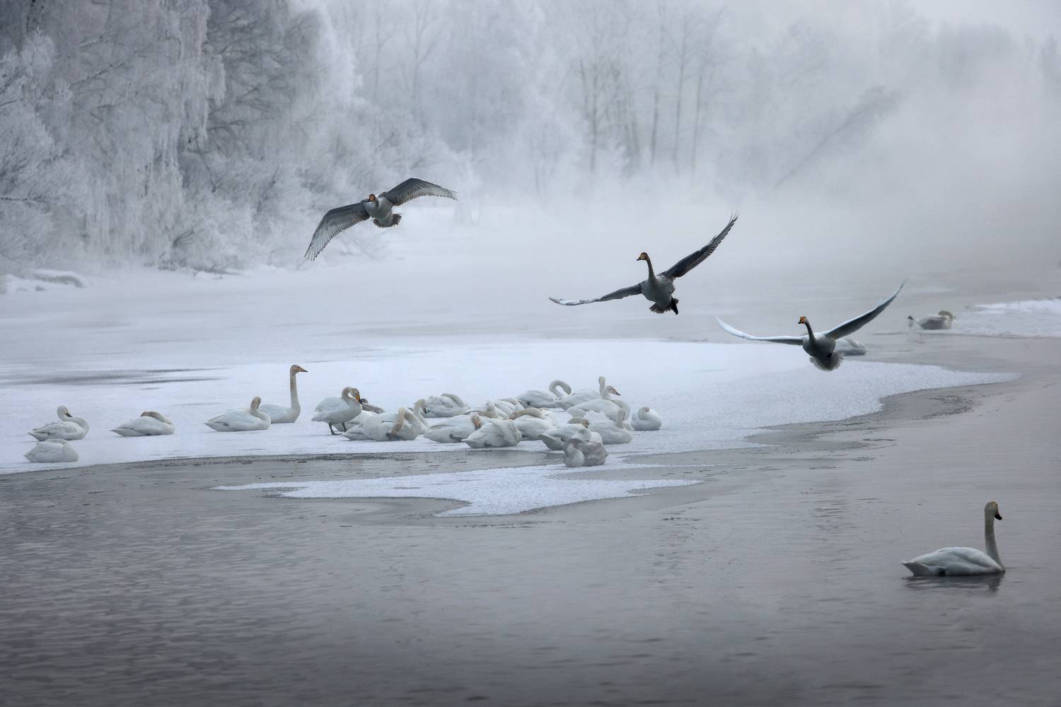 Лебединое озеро, село Урожайное, Алтайский край, Галина Хвостенко