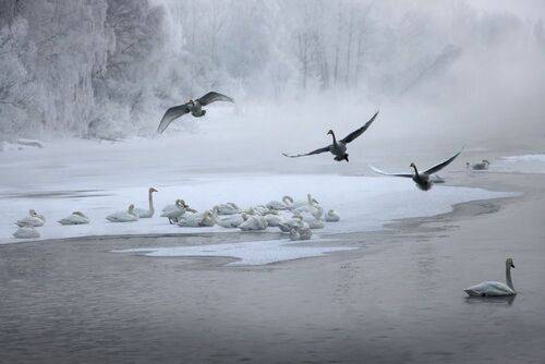 Лебединое озеро