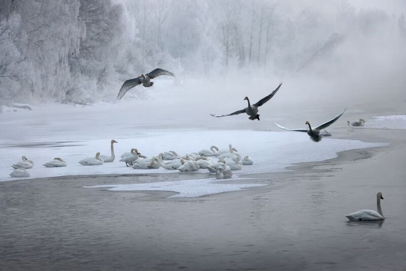 Лебединое озеро фото превью