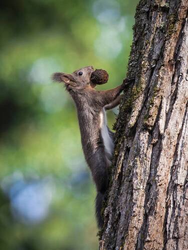 Gray squrrel