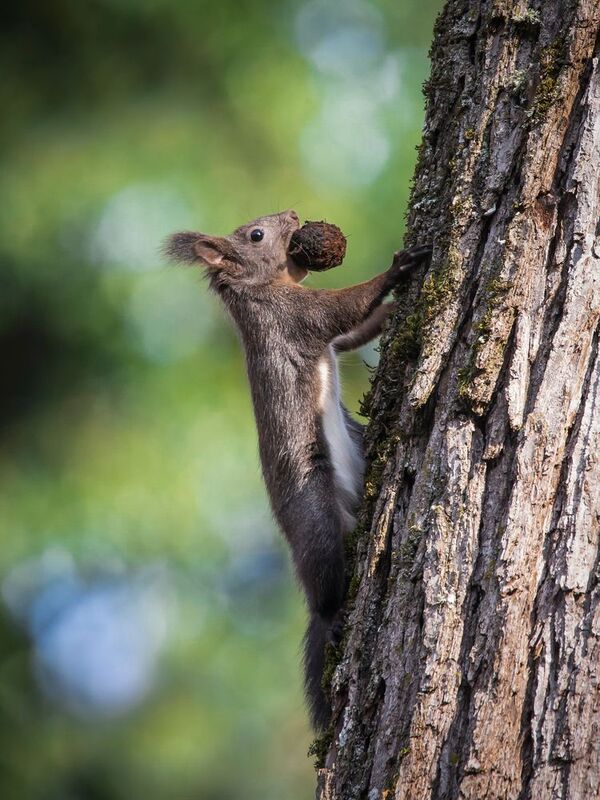 #wildlife Gray squrrel фото превью