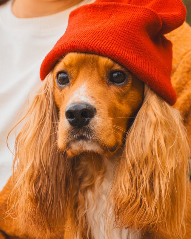 autumn фото превью