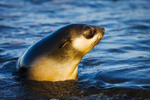 Щенок северного морского котика
