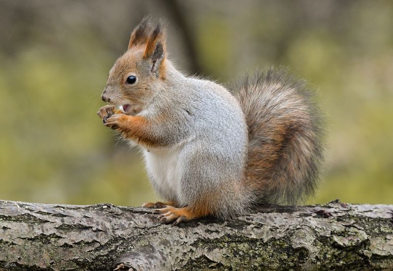Хомячим) фото превью