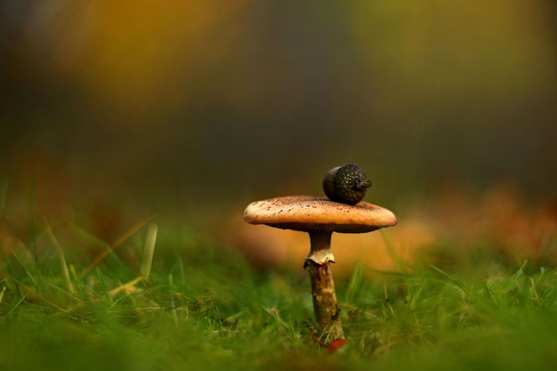 ***** фото превью