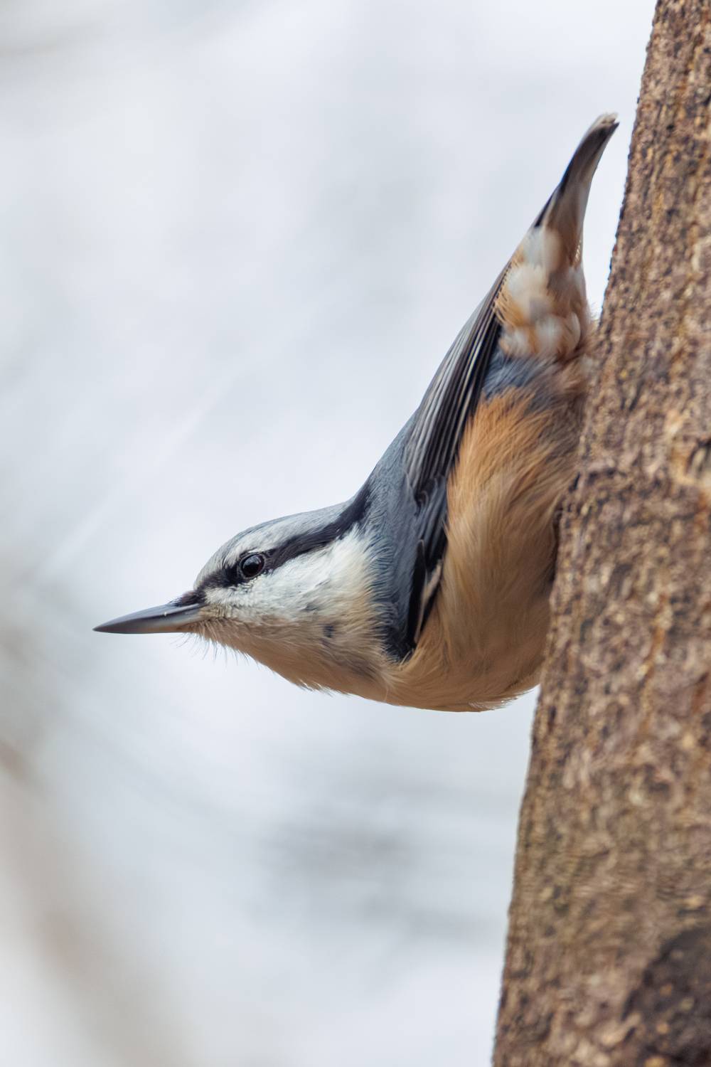 , ssmirs Сергей