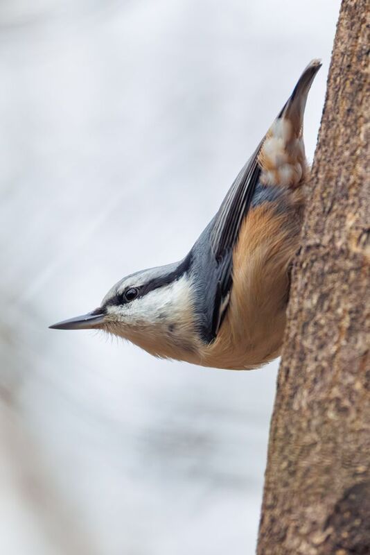 *** фото превью