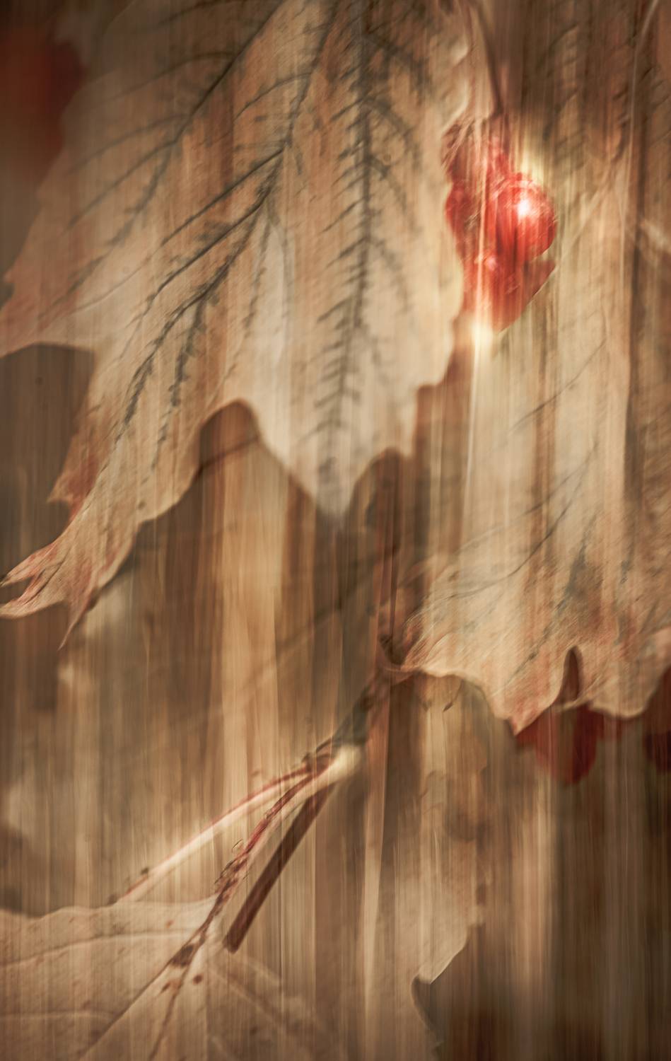 , Неля Рачкова