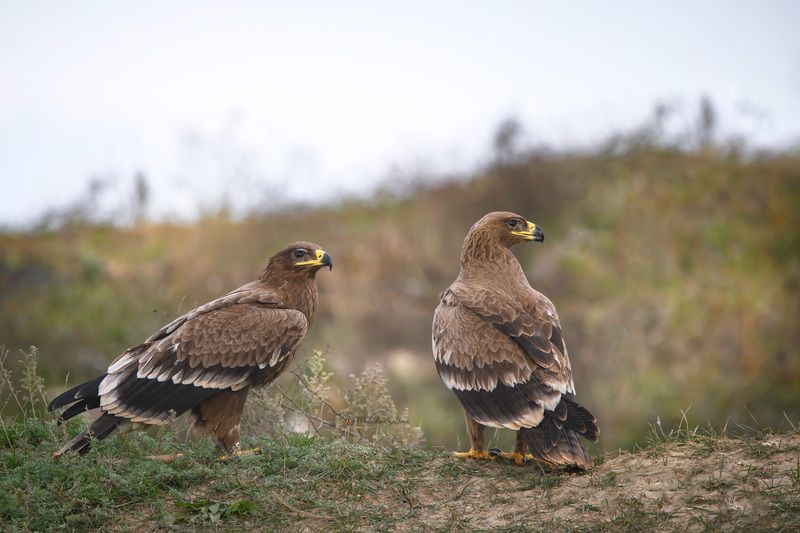 фотоохота, птица, орёл, осень, птицы, дагестан, степной орёл Степные орлы. фото превью