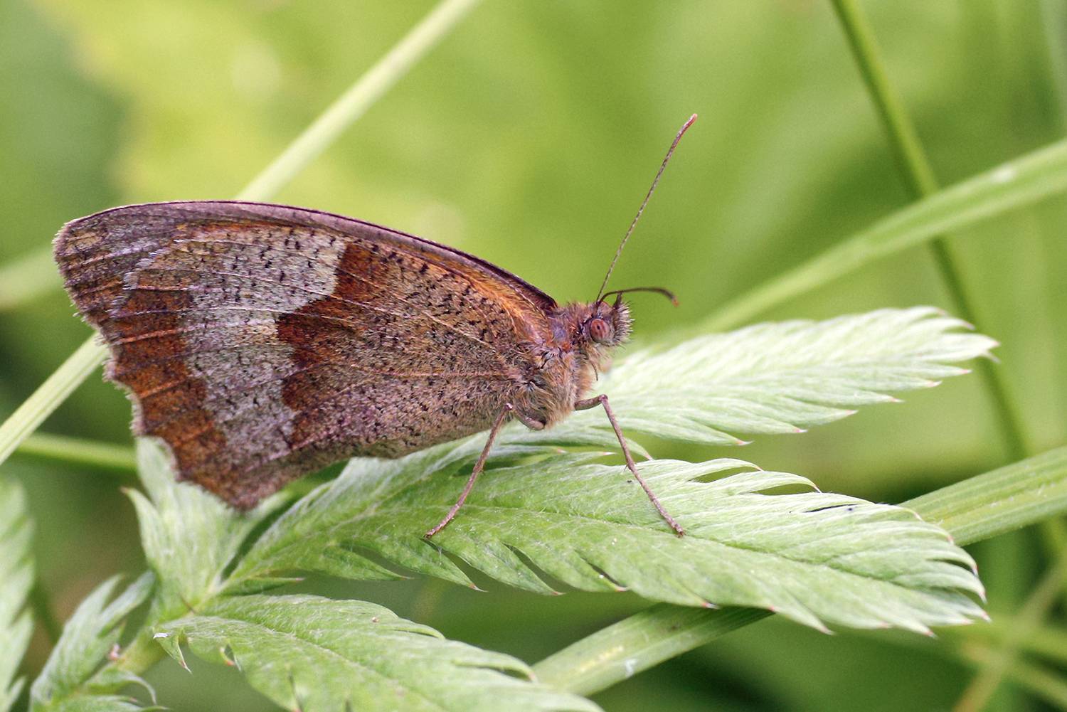 бабочка, воловий глаз, бархатница волоокая, крупноглазка воловий глаз, maniola jurtina, КарОл