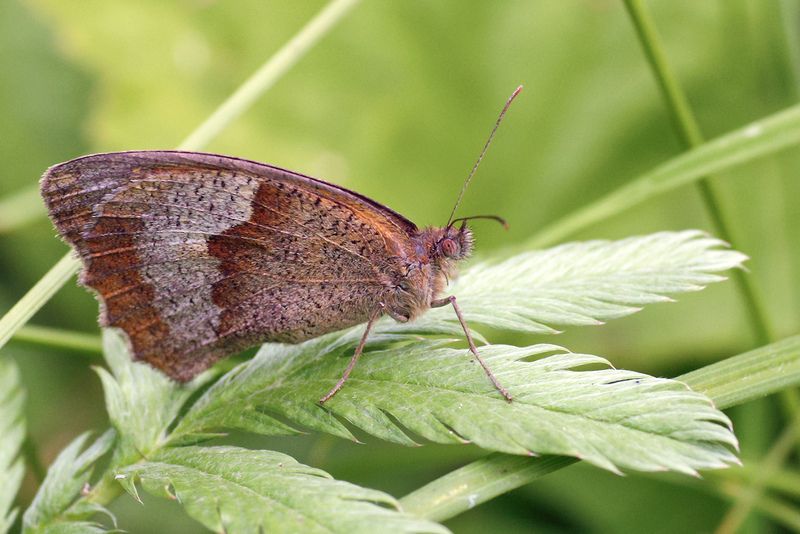 Бархатница волоокая фото превью