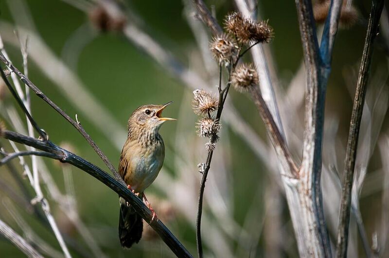 обыкновенный сверчок, сверчок, птица, поет обыкновенный сверчок фото превью