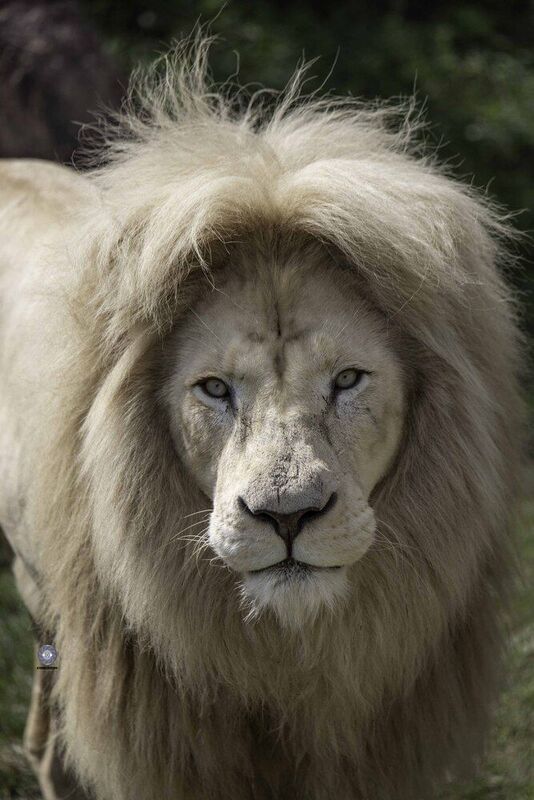 White lion фото превью
