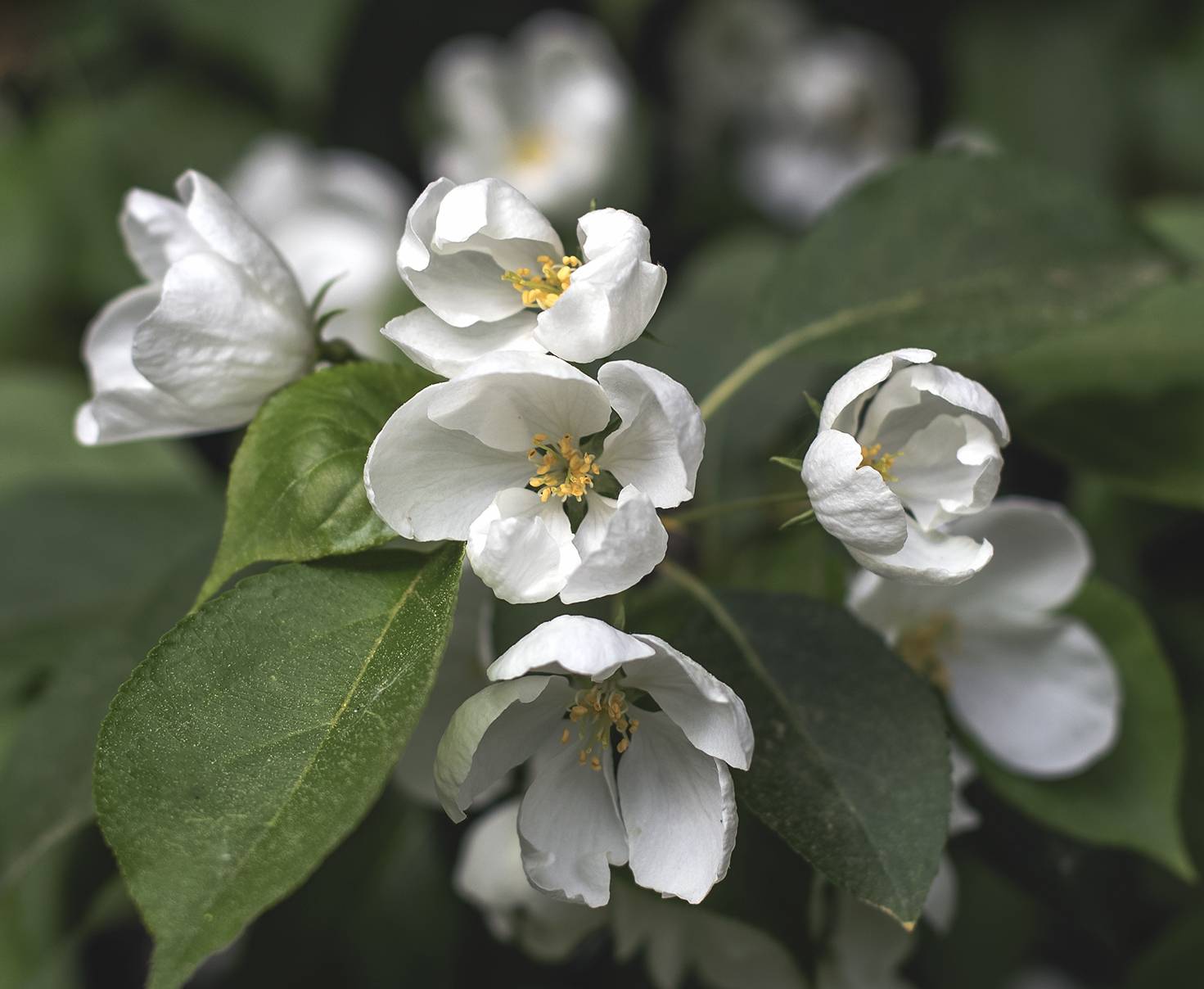 , Бирюков Вячеслав