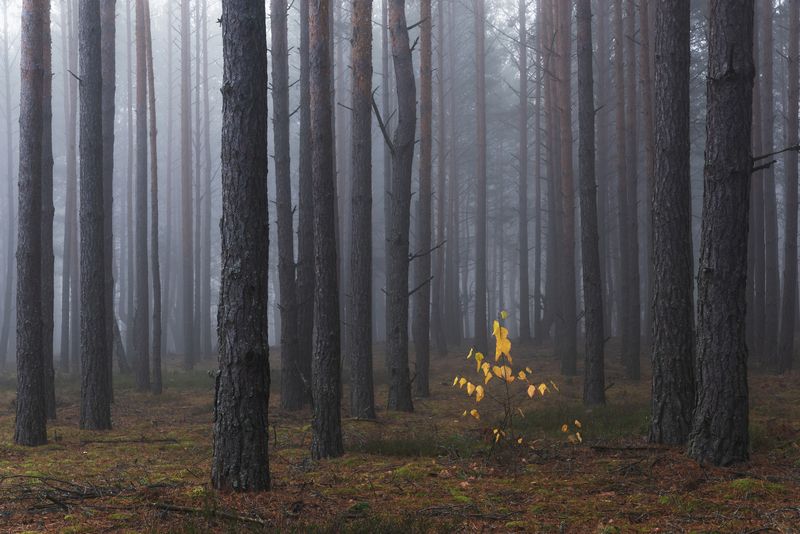 Последний штрих осени фото превью
