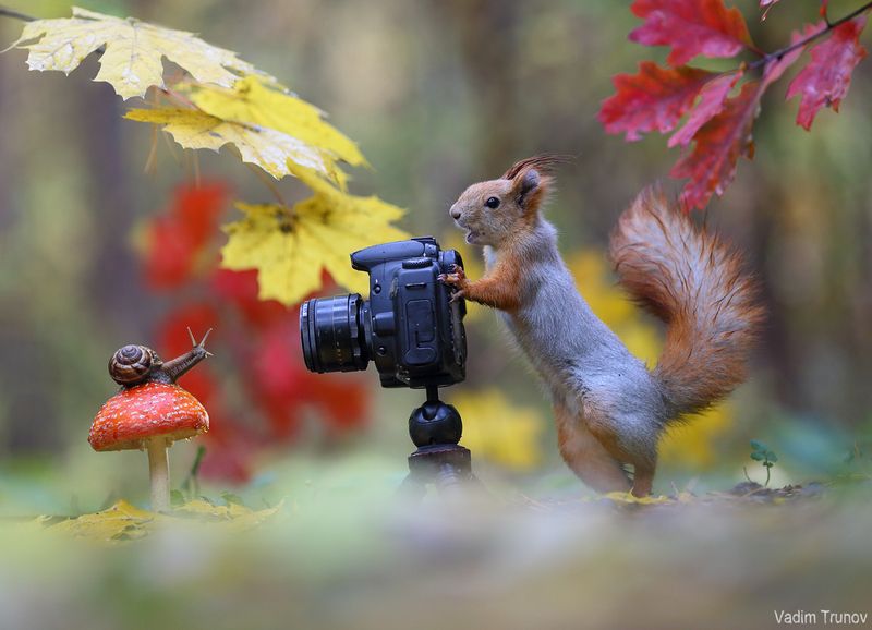 белка, улитка, гриб Шею выше поднимай! фото превью