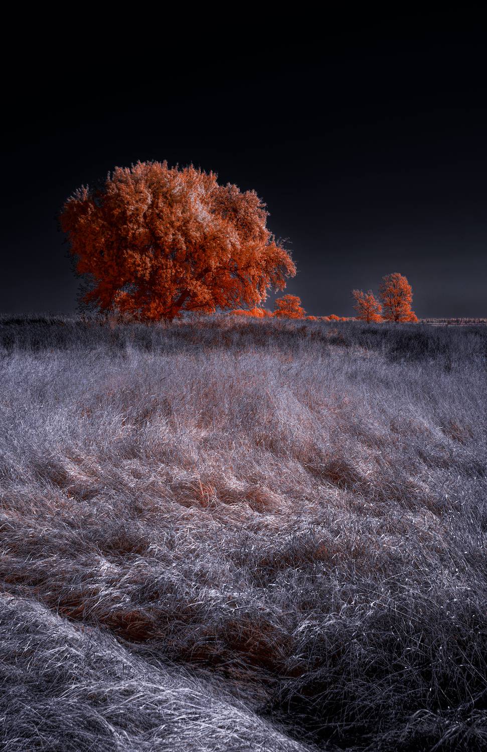 infrared, ик-фото, инфракрасное фото, инфракрасная фотография, пейзаж, осень,  Sixten (Сергей)