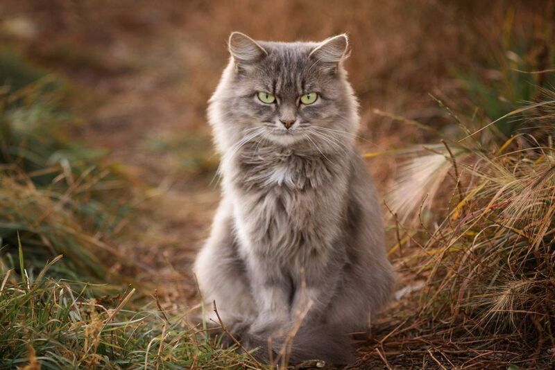 кошка Bad girl фото превью