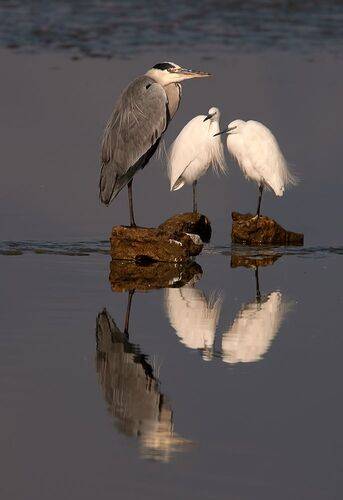 Grey heron & Little Egrets  -Cерая цапля и Малые Белые Цапли