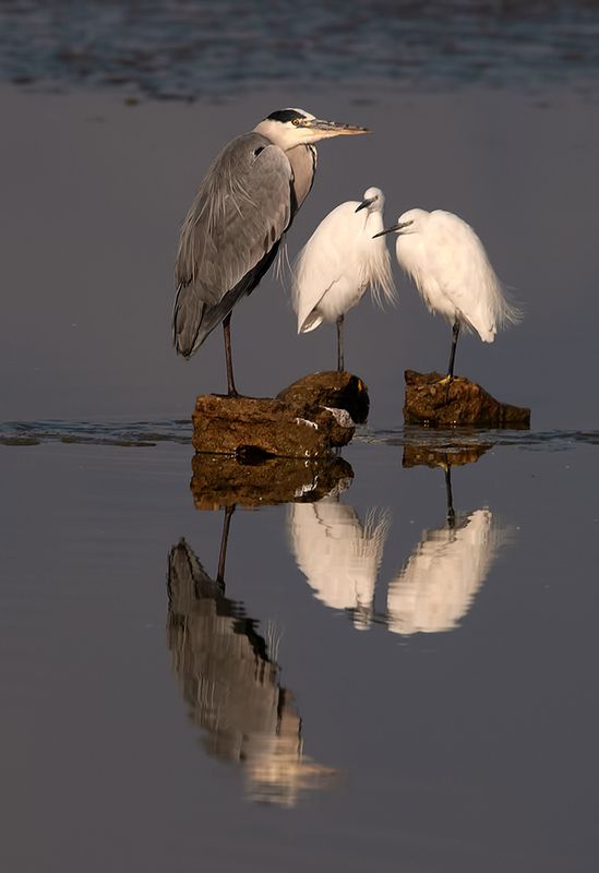 grey heron, little egret, heron, egret, израиль, дикие птицы, cерая цапля, малая белая цапля, цапля Grey heron & Little Egrets  -Cерая цапля и Малые Белые Цапли фото превью