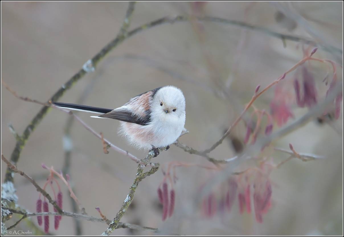 птица,ополовник,лиловый,туман,ольха,серёжки, Александр Чувилин