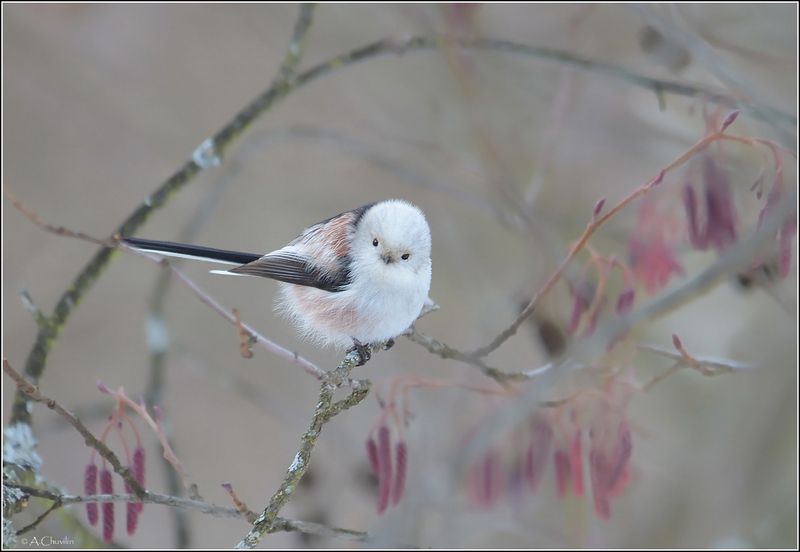 В лиловом тумане фото превью