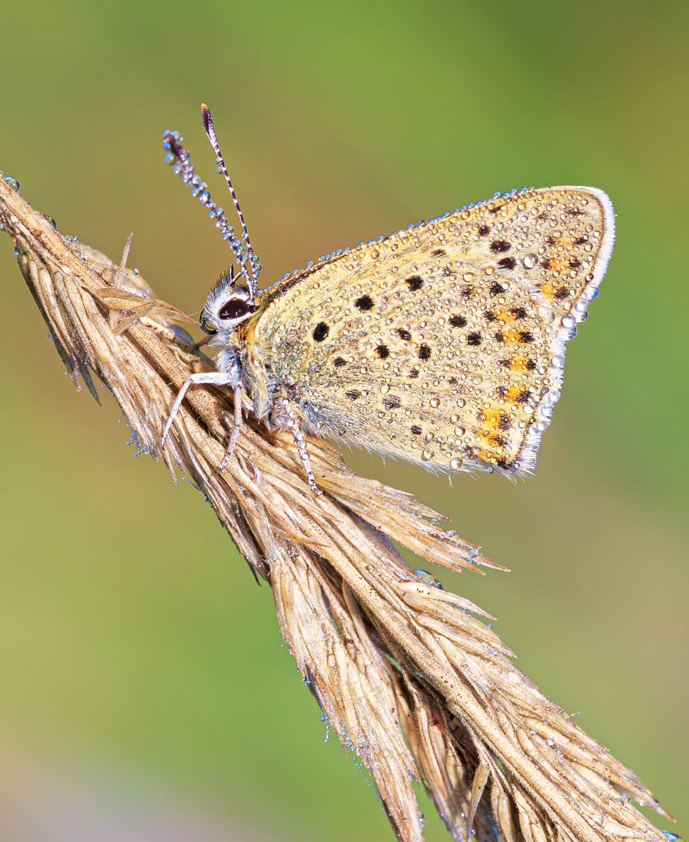 насекомые, бабочка, голубянка, червонец, бурый, лето, июль, утро, роса, Борис Новиков
