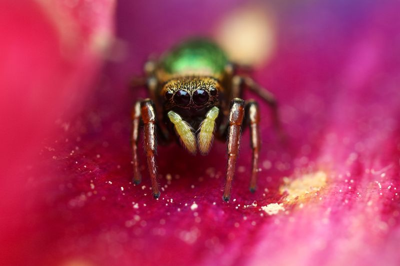макро, природа, животное, растение, цвет, фото, розовый, паук, цветок Скакунчик фото превью