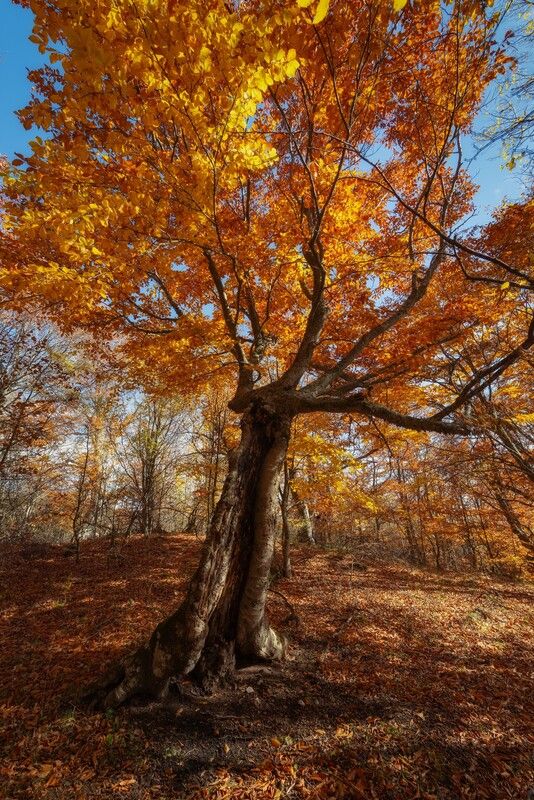 крым, осень, демерджи, лес Причудливые буки Южной Демерджи фото превью