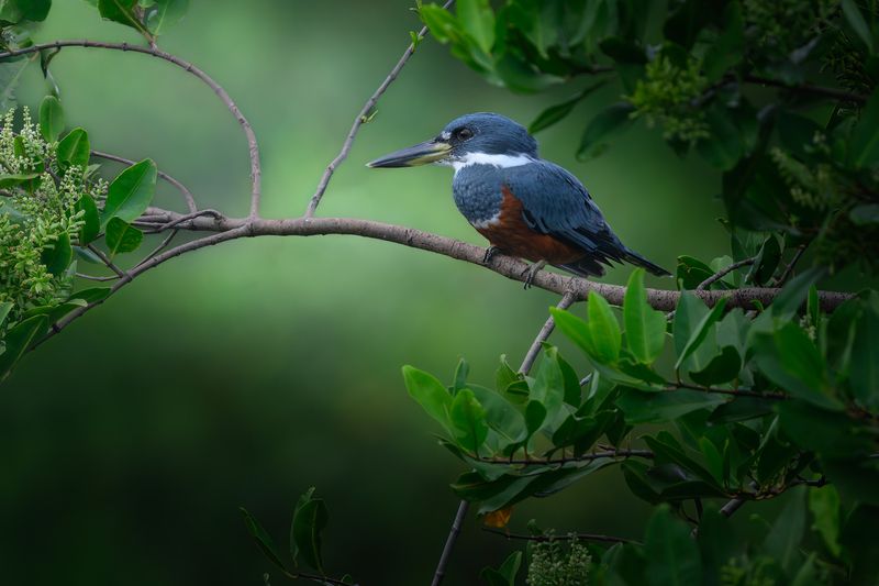 Ringed Kingfisher (m) фото превью