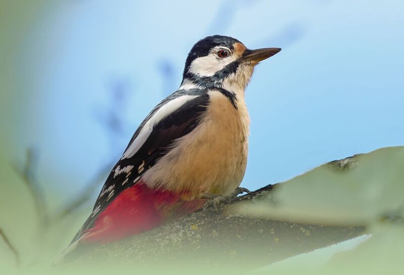 Большой пестрый дятел / Great Spotted Woodpecker / Dendrocopos major фото превью
