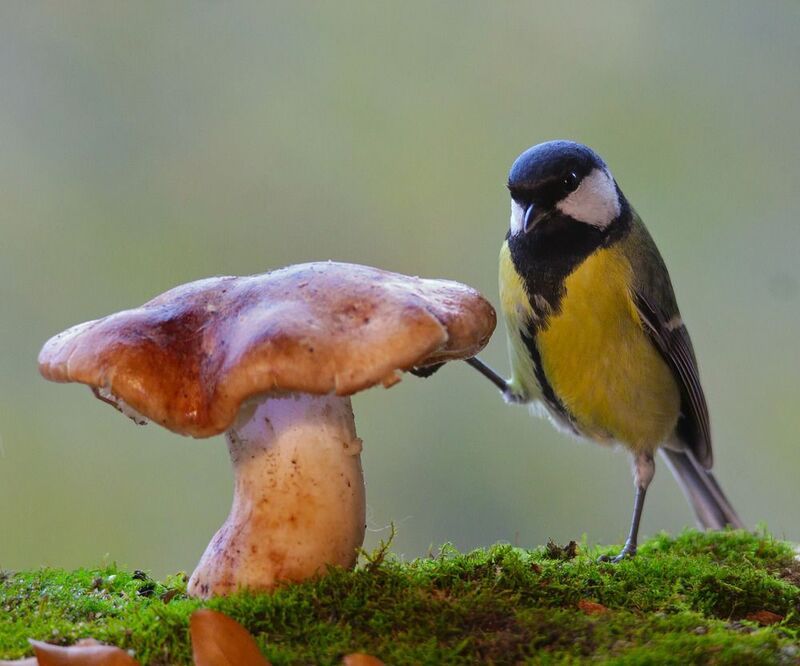 рядовка тополевая, tricholoma populinum, большая синица, parus major, большой пёстрый дятел, dendrocopos major, вёшенка устричная, pleurotus ostreatus, По грибы фото превью