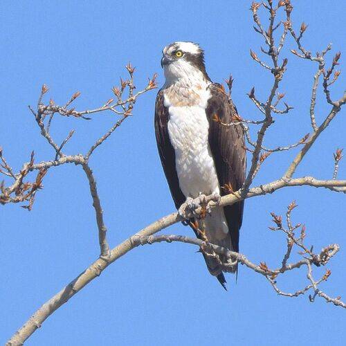 Редкие минуты отдыха скопы.