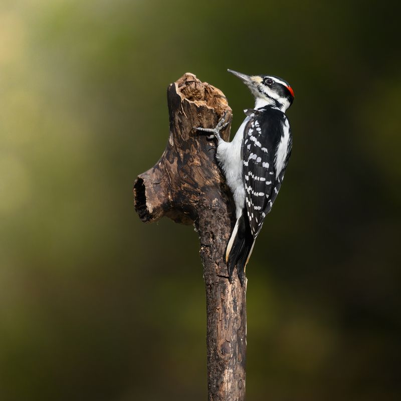 Hairy Woodpecker (m) фото превью