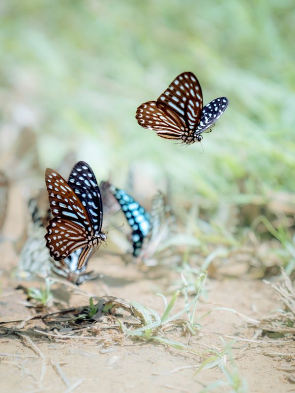 ? flying insects Vietnam Forrest nature  Take off фото превью