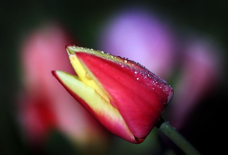 тюльпаны фото превью