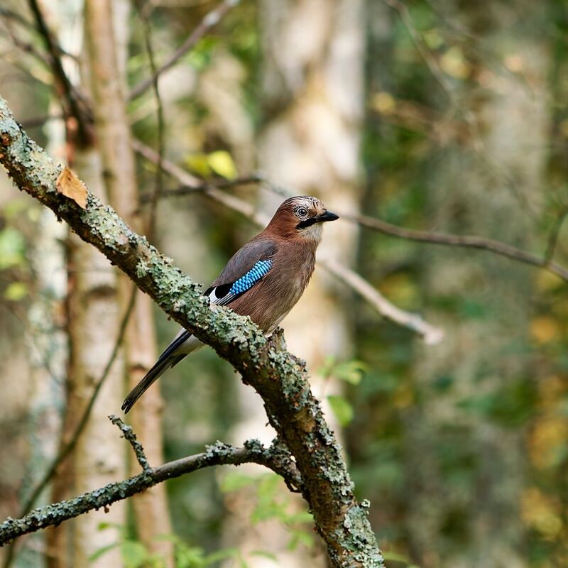 Милая соечка фото превью
