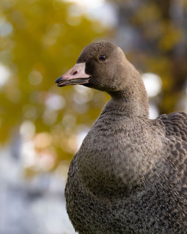 гусь, белолобый гусь, птицы Гусенок фото превью