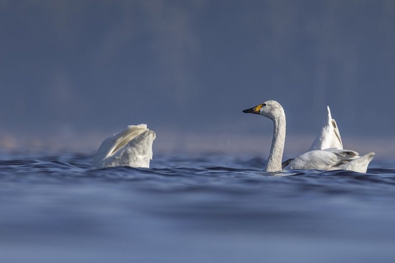 лебедь, малый лебедь, красная книга, тундровый лебедь Тундровый лебедь фото превью