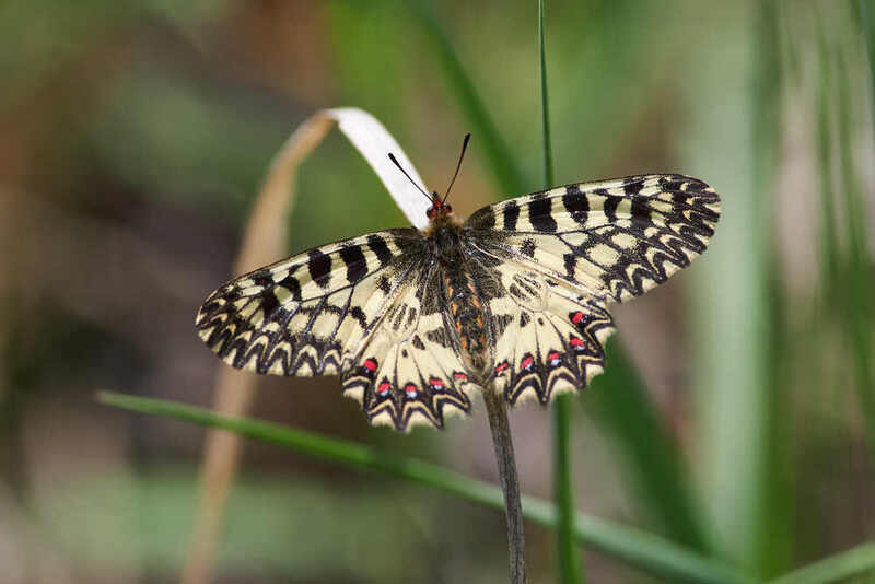 Поликсена фото превью